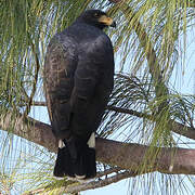 Great Black Hawk