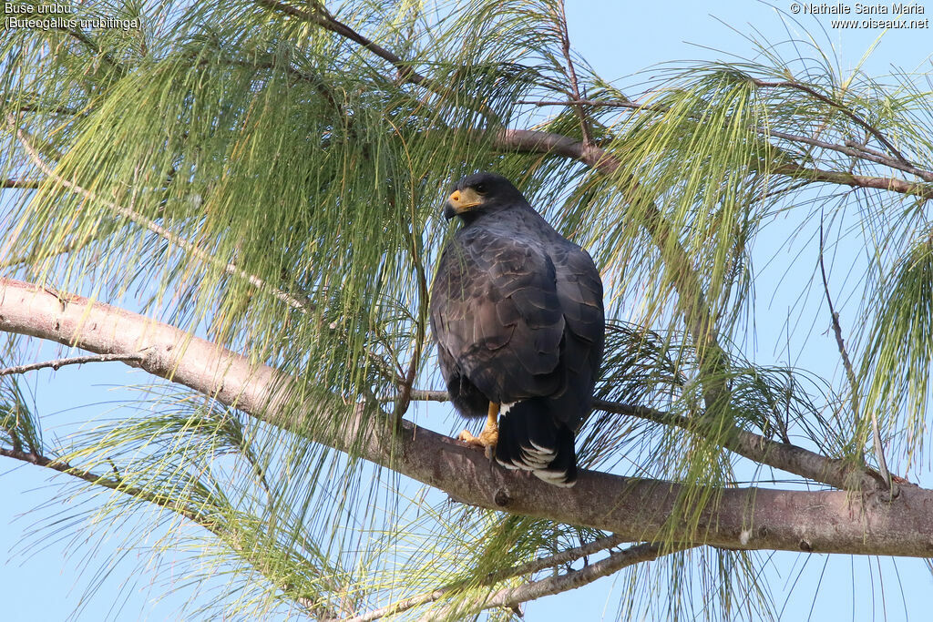 Great Black Hawkadult, identification