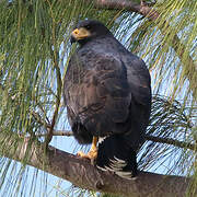 Great Black Hawk