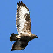 Common Buzzard