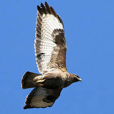 Buse variable