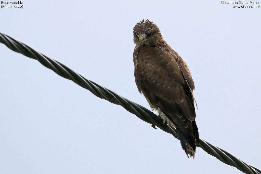 Common Buzzardadult, identification, fishing/hunting, Behaviour