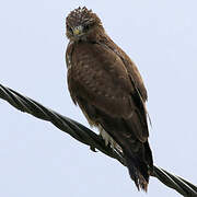 Common Buzzard