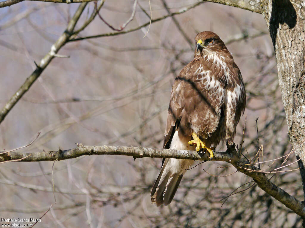 Common Buzzardadult, identification