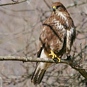 Common Buzzard