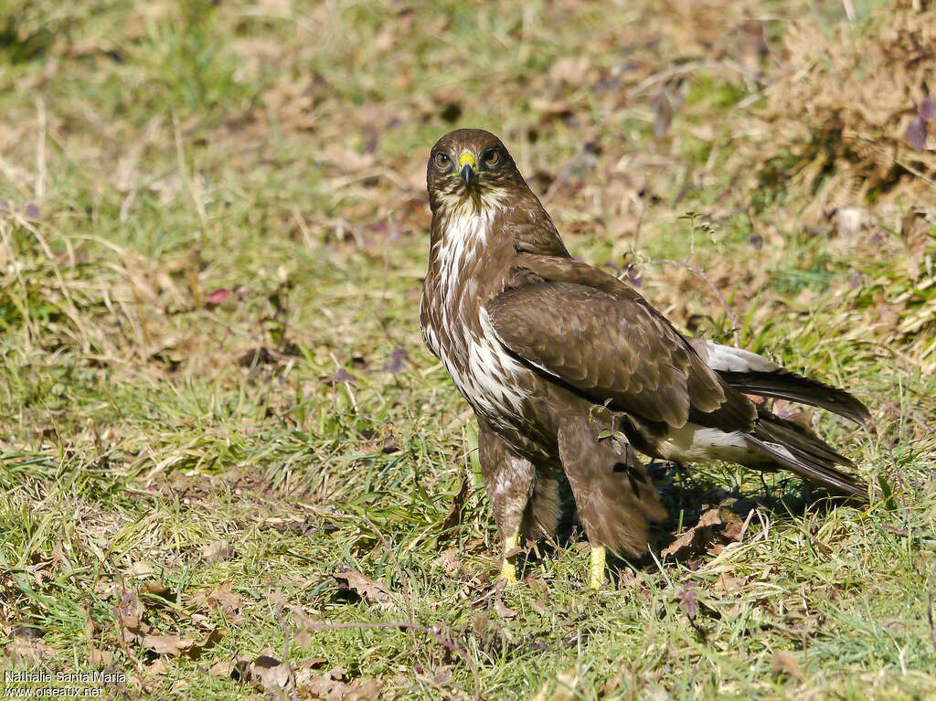 Common Buzzardadult, Behaviour