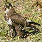 Common Buzzard