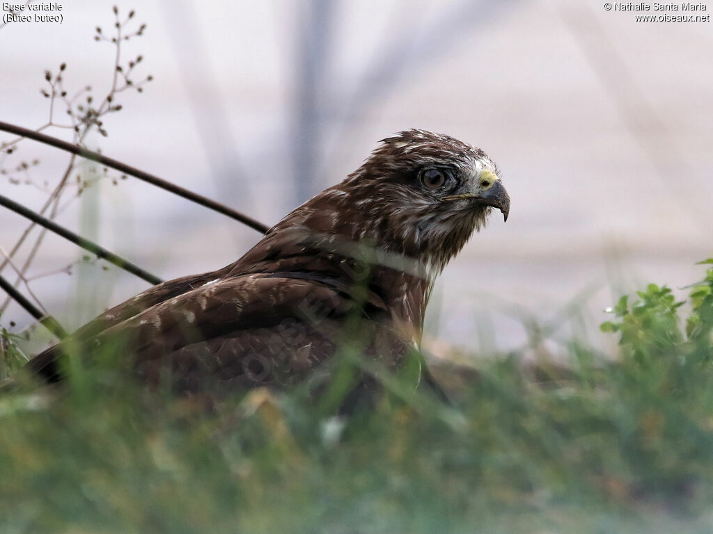 Buse variableimmature, portrait, mue, pêche/chasse, Comportement