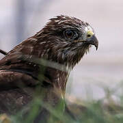 Common Buzzard