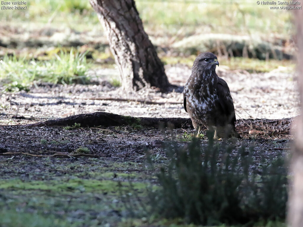 Buse variableadulte, identification, habitat, pêche/chasse, Comportement