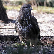 Common Buzzard