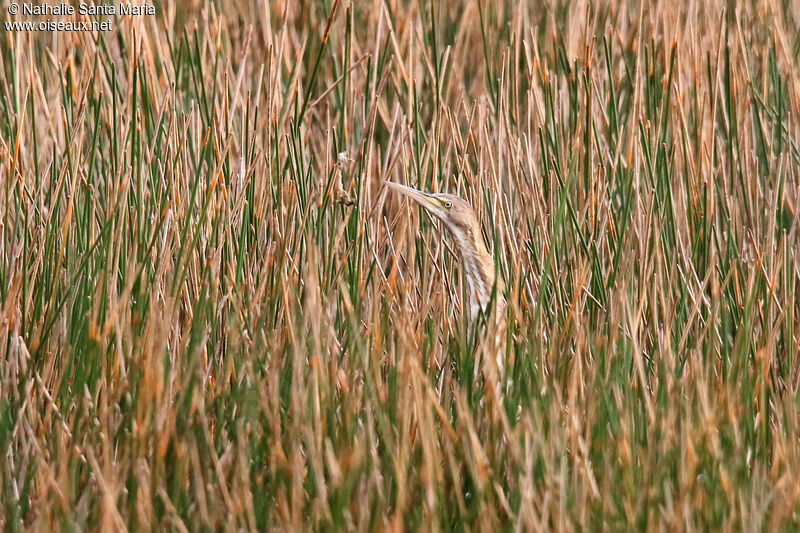 American Bitternjuvenile