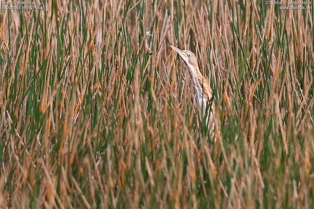 American Bitternjuvenile, habitat, camouflage