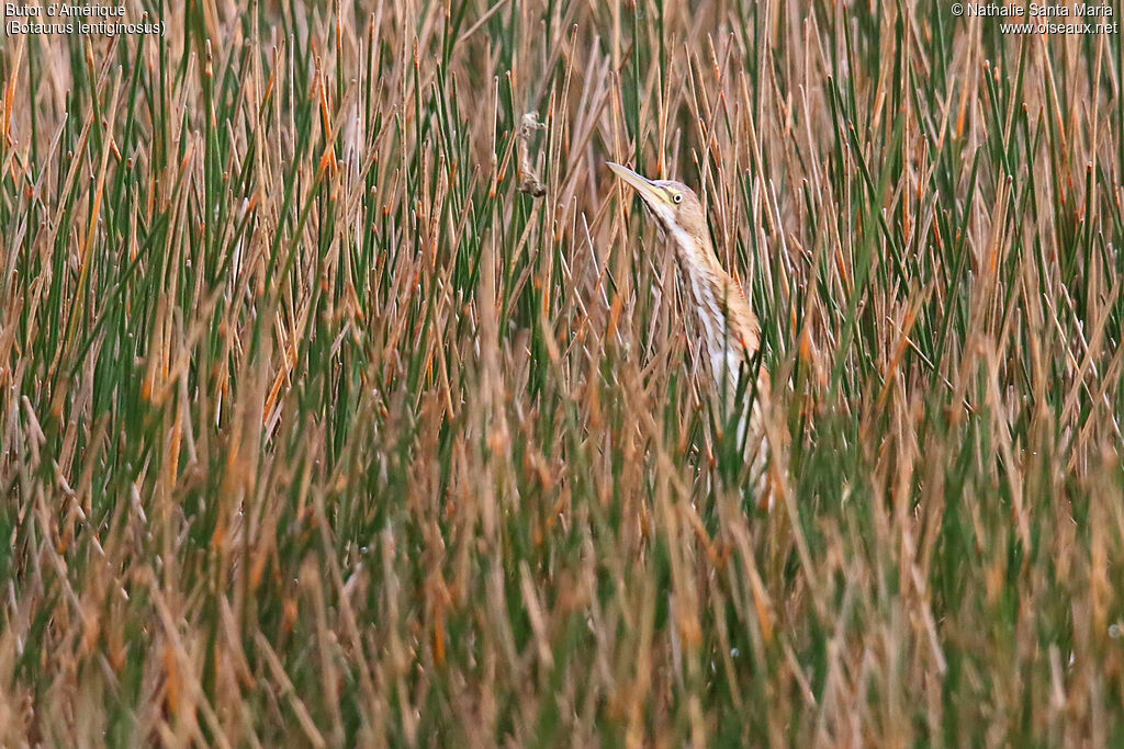 American Bitternjuvenile, habitat