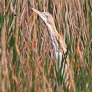 American Bittern