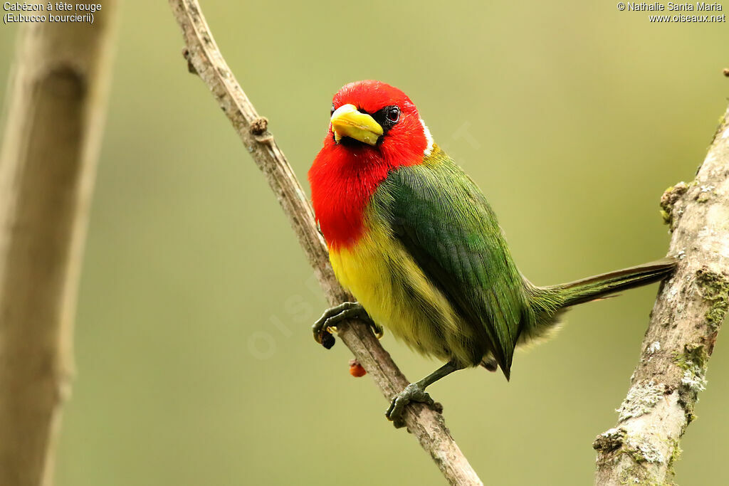 Red-headed Barbet male adult, identification