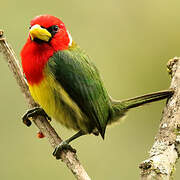 Red-headed Barbet