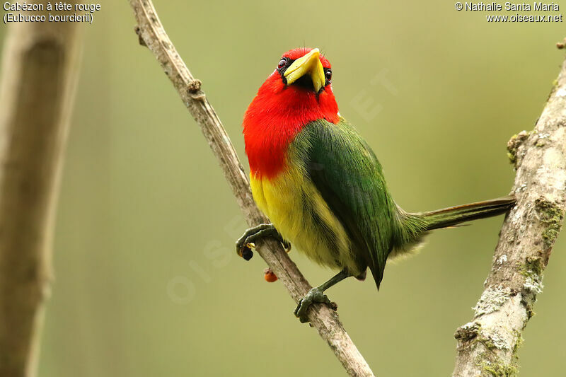 Cabézon à tête rouge mâle adulte, identification