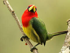 Red-headed Barbet