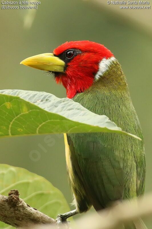 Red-headed Barbet male adult, close-up portrait