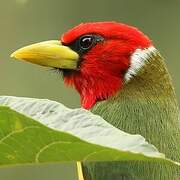 Red-headed Barbet