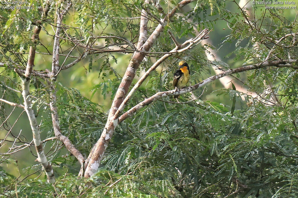 Gilded Barbet