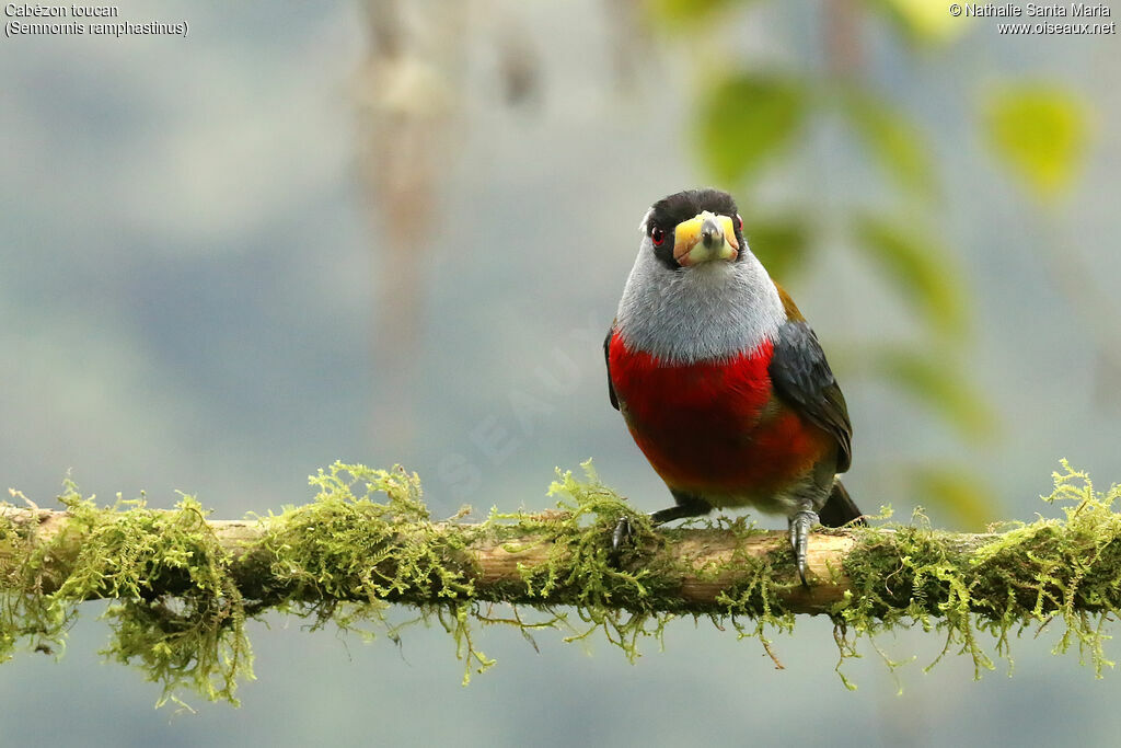 Toucan Barbetadult, identification