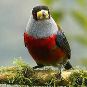 Toucan Barbet