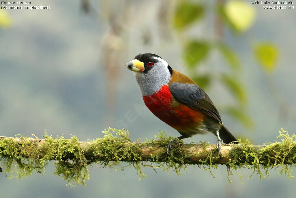 Cabézon toucanadulte, identification