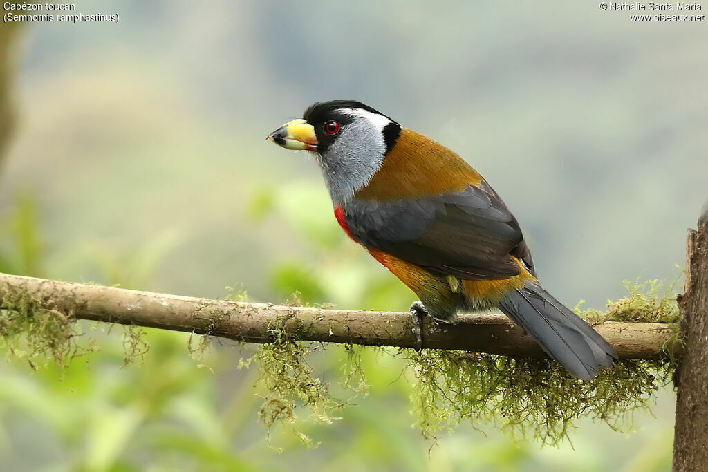 Toucan Barbetadult, identification