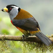 Toucan Barbet