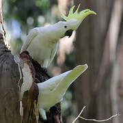 Sulphur-crested Cockatoo