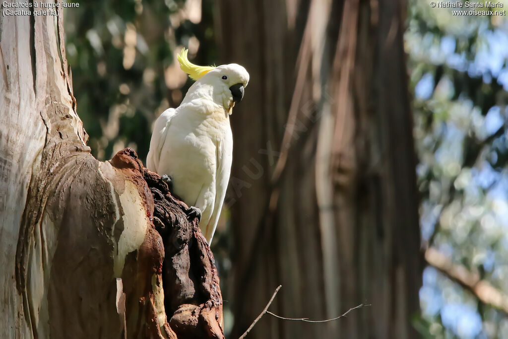 Sulphur-crested Cockatooadult, identification, Reproduction-nesting