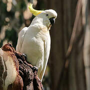 Sulphur-crested Cockatoo