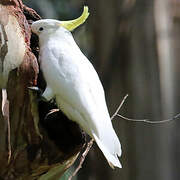 Sulphur-crested Cockatoo