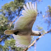 Sulphur-crested Cockatoo