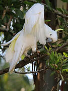 Sulphur-crested Cockatoo