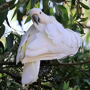 Sulphur-crested Cockatoo