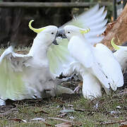 Sulphur-crested Cockatoo