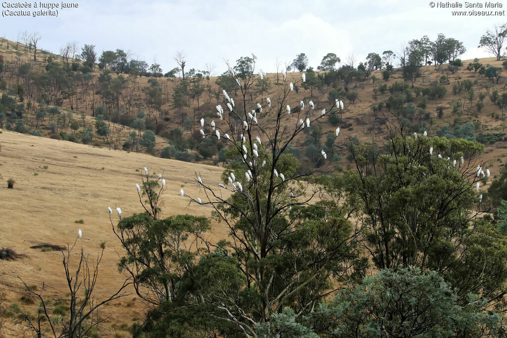 Cacatoès à huppe jaune, habitat