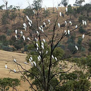 Sulphur-crested Cockatoo