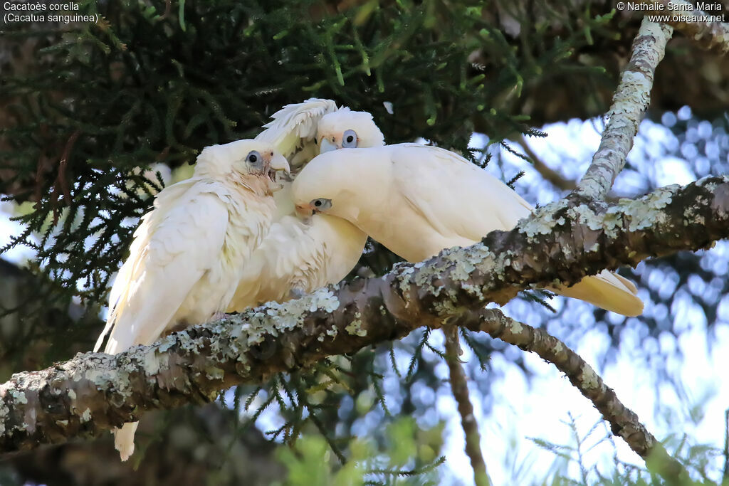 Cacatoès corella, identification, soins, Nidification