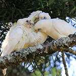 Cacatoès corella