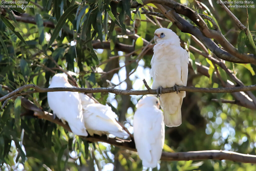 Little Corellaadult, identification