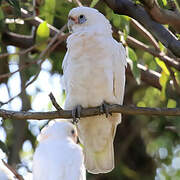 Little Corella