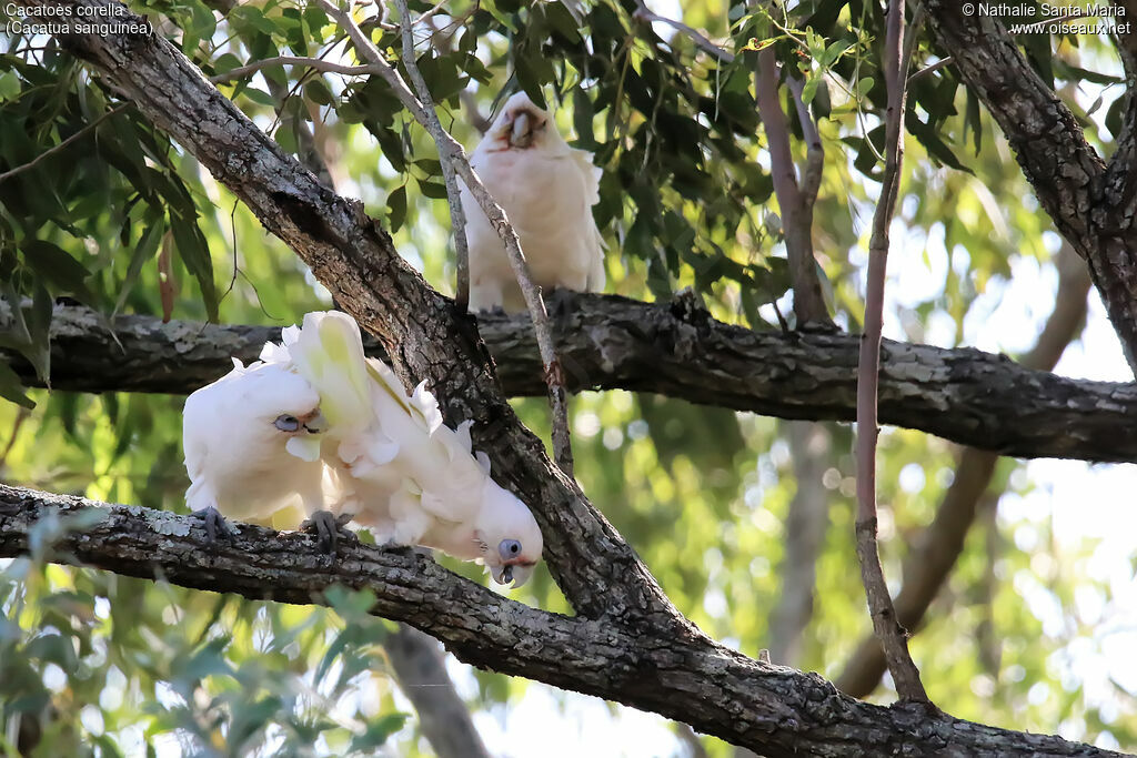 Little Corellaadult, habitat, care