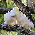 Cacatoès corella