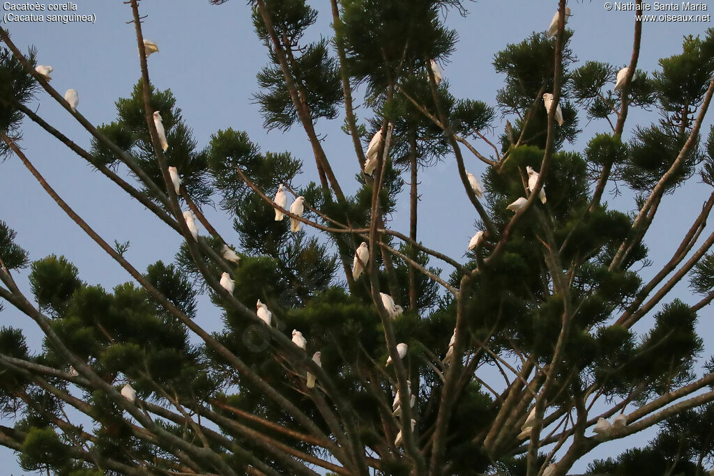 Little Corella, habitat