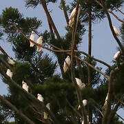 Little Corella