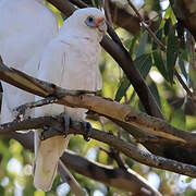 Little Corella